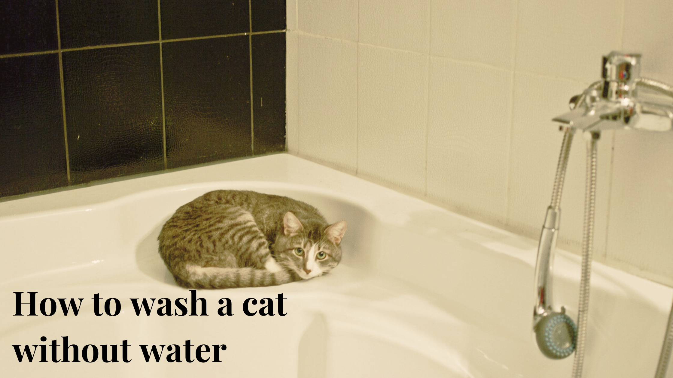 How to wash a cat without water